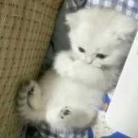 cuốn kịch bản biết đi