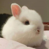 mimi🐰