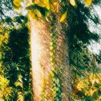 𝙻𝚒𝚘𝚕𝚎𝚎