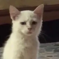 cân mọi nhân vật