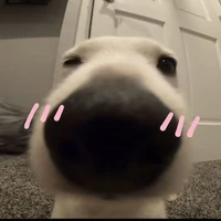 bồ nhí 30 anh iuu😼